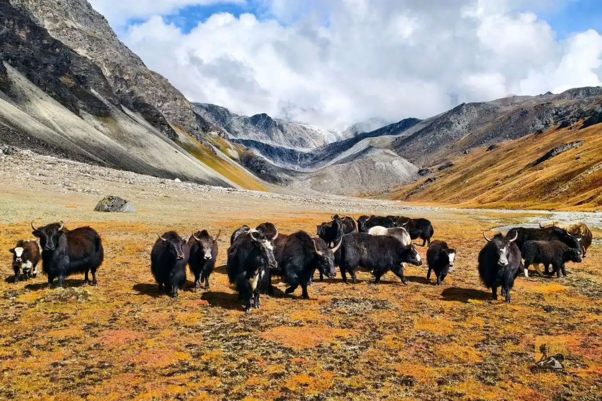 Discover Rupauli Base Camp in Rukum East